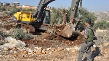 İsrail güçleri Batı Şeria'da Filistinlilere ilgili 250 zeytin ağacını söktü