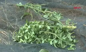 İzmirli çiftçi 'Stevia' bitkisini sevdi