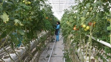 Jeotermal serada yetiştirilen domatesler Avrupa ülkelerinden özen görüyor