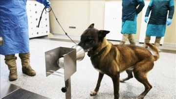 K9 köpekleri Kovid-19 hastalarını teşhiste akıbet etaba yaklaştı
