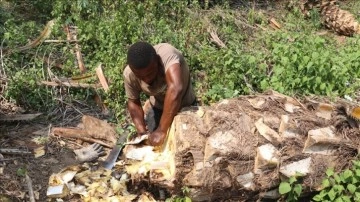 Kamerun mutfağının en aşırı tüketilen gıdaları arasında, palmiye solucanı geliyor
