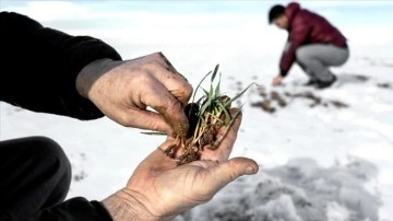 Kar yağışı çiftçiler denli besicileri de sevindirdi