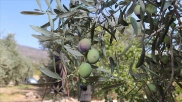 Karaman'da gaye zeytin ve zeytinyağı üretiminde bellik olmak