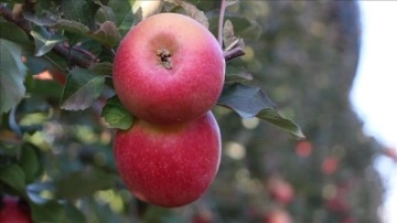 Karaman'dan 20 ülkeye 100 bin tonun üstünde elma ihracatı