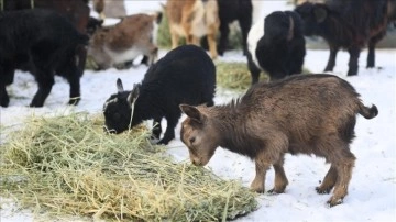 Kayseri'de hayvanat bahçesinin sakinlerine kış aylarına hususi hizmet yapılıyor