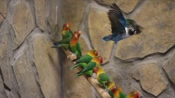 Kayseri'deki hayvan bilimi bahçesi, ziyaretçilerini tropik kuşların cıvıltılarıyla ağırlıyor