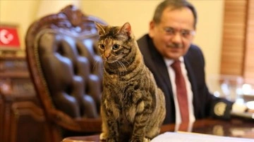 Kedi 'Mayıs' Başkan Demir'e emek arkadaşlığı yapıyor