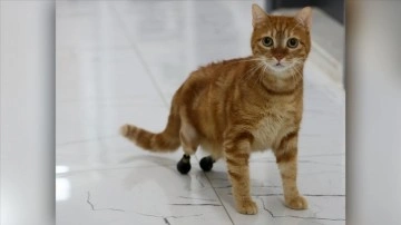Kedi Pika, protezine hususi toy ayakkabılarıyla yürüyor
