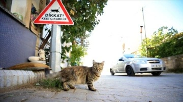 Kırklareli'nde sürücüler 'kedi - köpek çıkabilir' tabelalarıyla uyarılıyor