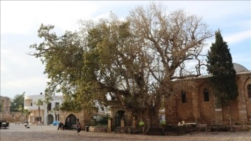 KKTC'nin en buğulanmış canlısı: Tarihi Cümbez Ağacı