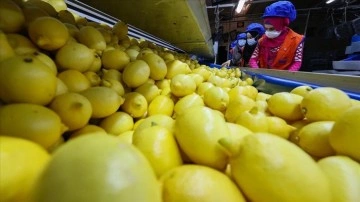 Limon ihracatında gaye 300 milyon dolar