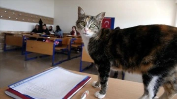 Lise öğrencilerinin acemi ekol arkadaşı kedi 'Turşu' oldu