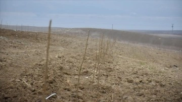 Malatya'da tarımsal tuman zımnında mahsul alınamayan alanlara dut bahçeleri kuruluyor