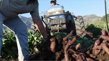 Muğla'da hasadına başlanan mor patates verimi ve fiyatıyla üreticiyi sevindirdi