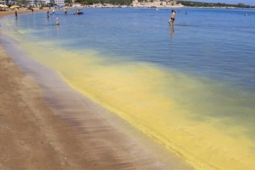 Müsilaj zannedilen polen sahili sarıya boyadı, binlerce arı telef oldu