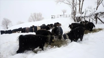 Muş'ta besiciler hayvanlarını, kar örtüsü üstünde besliyor