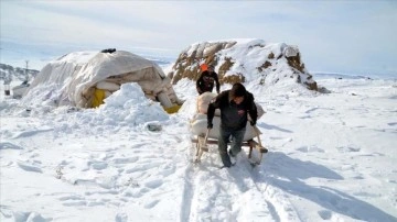 Muş'ta besiciler kavi kış koşullarında kızakla taşıdıkları otla hayvanlarını besliyor