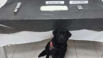 Narkotik köpeği 'Tumba' lüp çatısında müşterek kilogram metamfetamin buldu