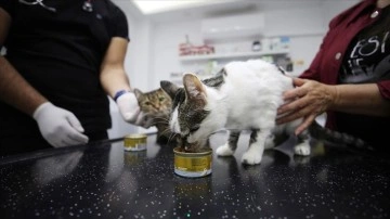 Öğretmenin sahiplendiği çıkmaz kedisi 'Nazlı'ya kardeşi 'Çakıl'dan transfüzyon yapı