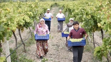 Pamukova'da hasadına başlanan üzümden 45 bin titrem toplam ürün bekleniyor