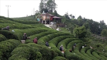 Rize'de örnek çay bahçeleri turizme yardım sağlıyor