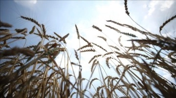 Rusya-Ukrayna Savaşı sonrası Afrika'da buğday tutarları yüzdelik 60 arttı