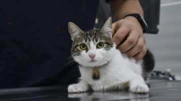 Sahibinin öldüğü evde bakımsızlığa karşın yaşamda küsurat kedinin ismi 'Mucize' oldu