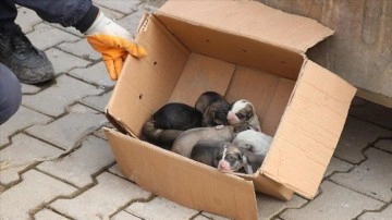 Siirt'te çöp konteynerine atık köpek yavrularını harbilik çalışanı kurtardı
