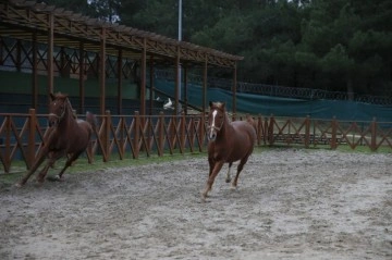 Sultangazi’deki binicilik tesisindeki atlara rutin bakım yapılıyor