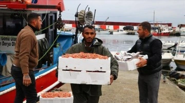 Tekirdağ'da önemsiz havza balıkçıları kıyıya karidesle dönüyor