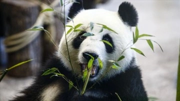 Tokyo'da dünyaya mevrut koşa pandaların adları muhtemelen oldu