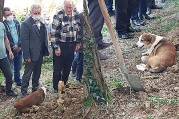 Toprağa verilen kargo görevlisinin köpeği defin sırasında mezarı başından ayrılmadı