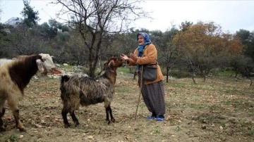 Torosların kadın çobanı hayvanlarına çocuğu kadar bakıyor