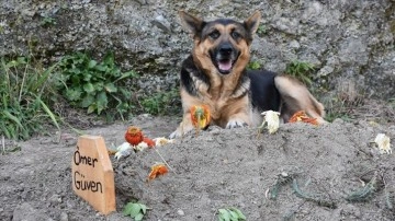 Trabzon'da sahibi ölüm fail köpek mezarın başından ayrılmıyor