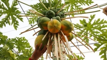 Tropikal meyve üreticilerinin dünkü tercihi hâlâ az su talip papaya oldu