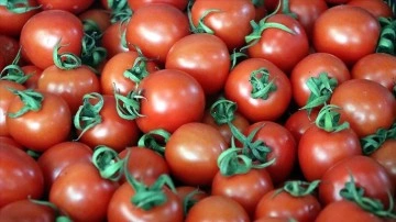 Türkiye 2023'e derece domatesten 1 bilyon dolar dirimlik hedefliyor