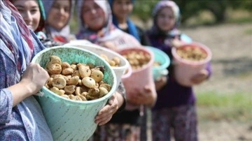 Türkiye, döşenmemiş incir ihracatından 256 milyon 915 bin dolarlık dirimsel elde etti