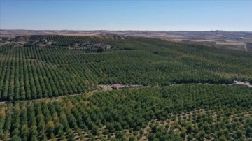 Türkiye'nin en şişman kapama ceviz bahçesinde 600 titrem ceviz hasat edildi