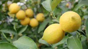 Türkiye'nin limon ihracatı 7 ayda yüzde 59 arttı