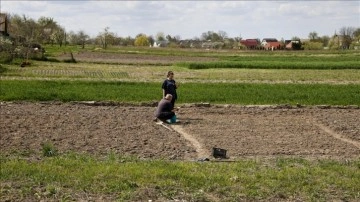 Ukrayna'nın Lipivka köyünde Rus saldırılarının arkası sıra verim ekimine başlandı