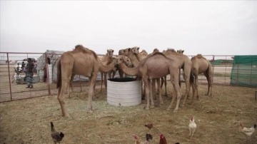 Umman'da deve yetiştiriciliği ehemmiyetli müşterek kültürel kalıt adına varlığını koruyor