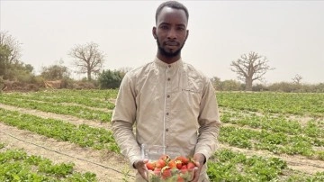 Üniversite mezunu Senegalli canlı girişimci, tarladan bölüt direkt çilek satıyor