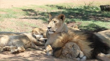 Vahşi doğadan polat teller arkasına: Afrika'nın köle aslanları