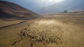 Van'da koyunların yaylalardan devir yolculuğu