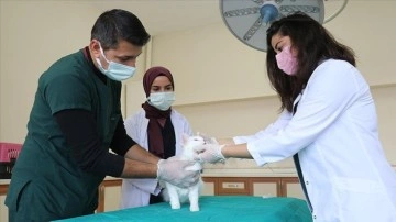 Van'daki hayvan hastanesi yabanıl ve yerel hayvanlara afiyet üssü oldu