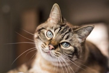 Veteriner hekimlerden ortak çağrı: Kedilerde düzenli sağlık araştırmaları şart