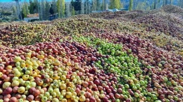 Yağışların azlığı dolayısıyla büyümeyen 'döküntü elmalar' sonuç suyu oluyor