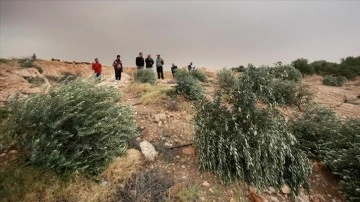 Yahudi yerleşimciler Filistinlilere ilgili 600 zeytin ağacını kesti