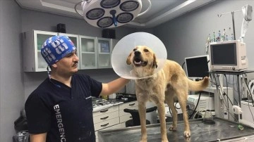 Yaralı köpek 'Ömür'ü yaşama bağlayan zorlu yolculuk