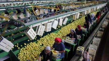 Yaş meyve ve sebze ihracatçısının sabık sene gözdesi Rusya oldu